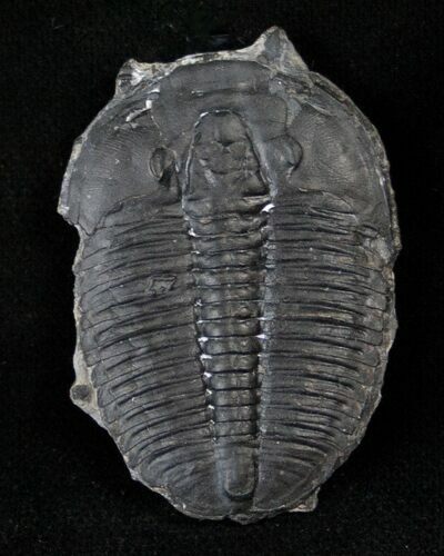 Large Elrathia Trilobite - Air Abrasive Cleaned #14193